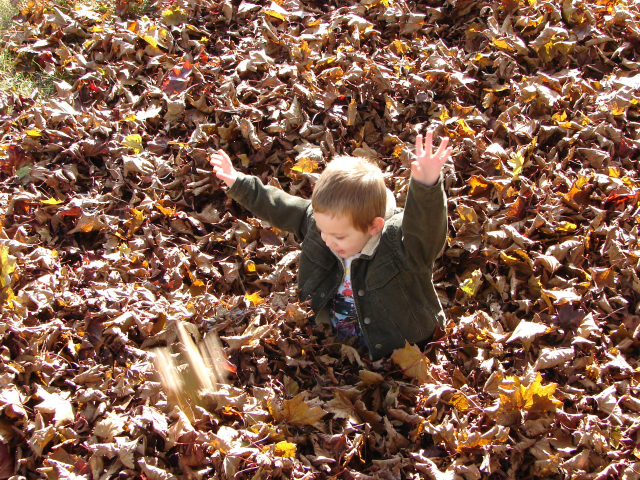 Aster Playing in Leaves