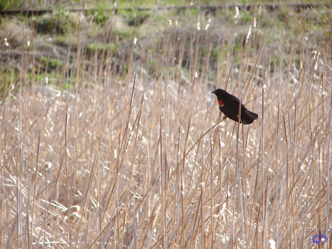 Redwing Blackbird