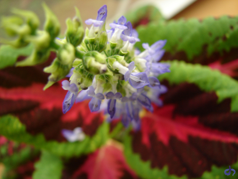 Summer Flowers