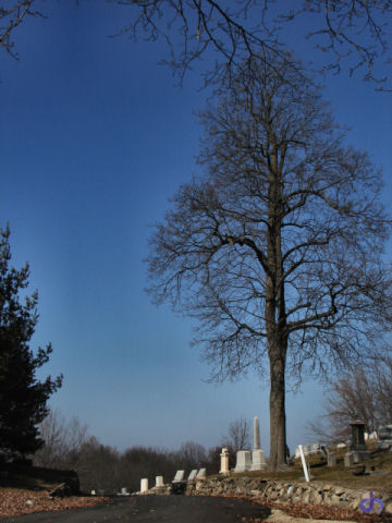 Tree in the Cemetary