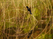 Redwing Blackbird 