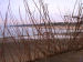 Reeds on a Lake Michigan Dock.